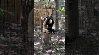 WhiteCheeked Gibbon PT Looking for bugs Massage [upl. by Ulla232]