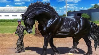 These Are 10 Most Beautiful Rarest Horses  Rare Species of Horses [upl. by Einalem]