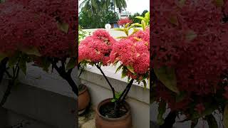 How to grow Ixora plant  Ixora plant care  Beautiful ixora plant ixora ixoraplant shorts [upl. by Sorvats816]