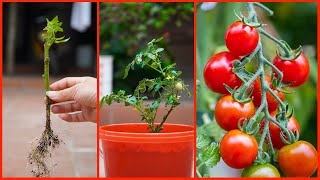 Useful Gardening Tips Methods of Propagating Plant Vegetables on the Balcony for Beginners [upl. by Brocky]