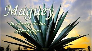 ¿Qué es un Maguey quotLa planta de las Maravillasquot ¿Para qué sirve Usos propiedades y leyendas [upl. by Heise]