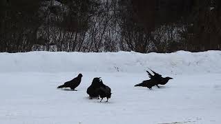 Unkindness of ravens Banff Alberta [upl. by Nonnek]