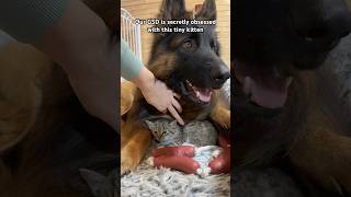 Giant GSD is obsessed with tiny foster kitten germanshepherd dogsandcats [upl. by Bailar]