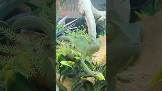 chameleon at petsmart [upl. by Irahs]