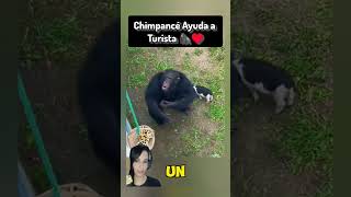 Chimpancé Ayuda a Turista 🦍♥️ chimpance animales [upl. by Aliab950]