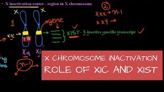 X Chromosome Inactivation – Mechanism – Role of XIC and XIST [upl. by Adnavoj]