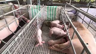 Natapos na ang Farrowing pen sa farm [upl. by Dawn]