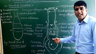 L78Heart Structure of ScoliodonCirculatory System of ScoliodonHeart of ScoliodonDogfish hearts [upl. by Orhtej]