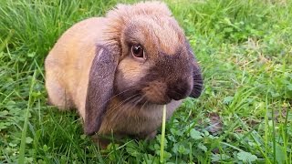 Mignon Lapin Bélier qui mange de l’herbe dans le jardin [upl. by Noirda]