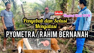 Pyometra Rahim Bernanah Pada Sapi Penyebab dan Solusi Mengatasinya [upl. by Buffy]