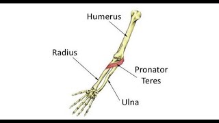 Two Minutes Of Anatomy Pronator Teres [upl. by Andee]