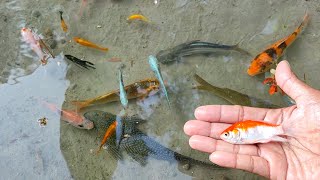 Find Colorful Ornamental fish Goldfish betta fish Catfish lobster koi fish animals Videos [upl. by Ademla902]