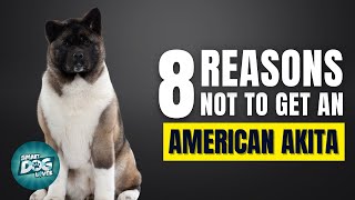 8 Reasons Why You Should Not Get an American Akita [upl. by Akerdnahs]