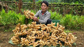 Harvesting Ginger Garden Goes To Market Sell  Clean Up The Farm  Solo Survival [upl. by Cornelius]