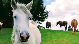 New Forest Hampshire  Lyndhurst and Beaulieu horse [upl. by Leunamme]