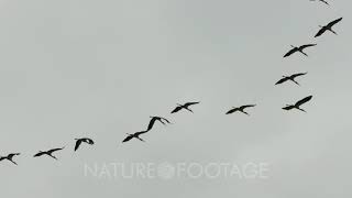 Formation in V of large Wood Stork birds flying on cloudy skies [upl. by Hopfinger774]