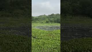 Common water hyacinth and water birds [upl. by Nosremaj910]