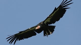 California condors [upl. by Ayotas341]