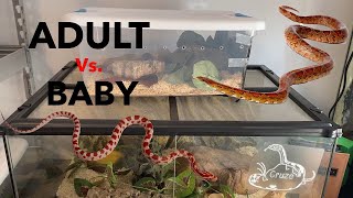 Adult Vs Baby Corn Snake Care [upl. by Arriec]