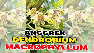 ANGGREK DENDROBIUM MACROPHYLLUM [upl. by Ekusoyr]