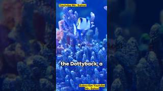 Dottyback Fish A Quick Dive [upl. by Magnuson]