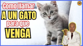 🐱 ¿COMO LLAMAR A UN GATO PARA QUE VENGA O TE HAGA CASO 🐱 [upl. by Nnylyma247]