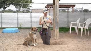 Training Tip Tuesday  How to get dogs to stop digging [upl. by Hnah]