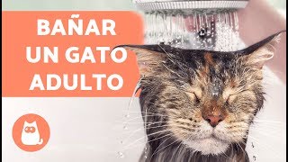 ¿Cómo bañar un gato adulto por primera vez [upl. by Aititel658]