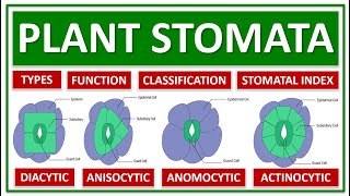 PLAN STOMATA TYPES CLASSIFICATIONS FUNCTION STOMATAL INDEX PHARMACOGNOSY PLANT MICROSCOPY [upl. by Ahsiuq]