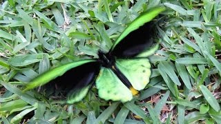 Richmond Birdwing Butterfly  Male  22 09 2016  You Tube [upl. by Nyra973]