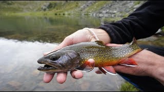 Fly Fishing for Brook Trout in Spain [upl. by Atiuqad131]