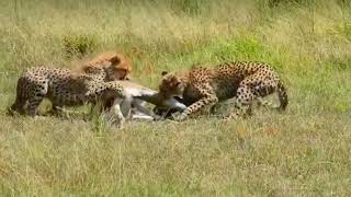 Cheetah in Action The Wild Hunt animals [upl. by Nair]