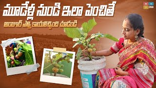 Anjeer Plant on terrace Garden  TELUGU GARDEN VLOG [upl. by Khorma]