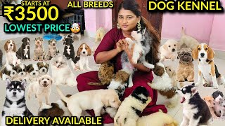 Cheapest DOG KENNEL  Chennai  ALL BREEDS [upl. by Eikcim28]