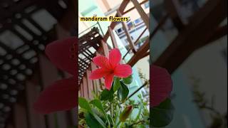 mandaram flowers padmavathi vlogs tirupathi natural [upl. by Neona]