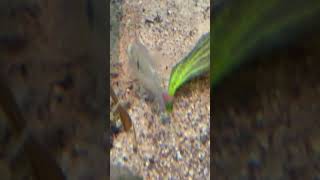 The Bolivian ram rams fishtank music fish [upl. by Tiana]