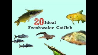 20 Catfish That WONT Bust Your Tank [upl. by Hyo865]