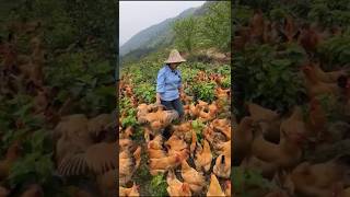 Chinas Unique Poultry Farming [upl. by Noscire]