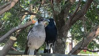 Magpie Serenading  beautiful sounds of Maggies singing [upl. by Ardell]