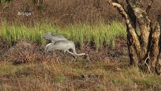 Australia 2018 Birding the Northern territory Part two Kakadu NP Arnhem Highway [upl. by Nyret]