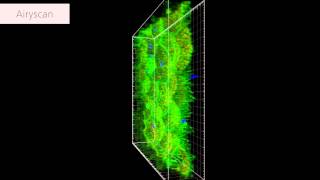 ZEISS LSM 880 with Airyscan Human intestinal stem cells [upl. by Erasmo]