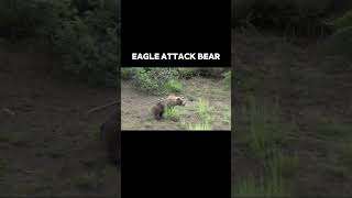 bald eagles attacks bear eagle baldursgate trending animals [upl. by Clarabelle]