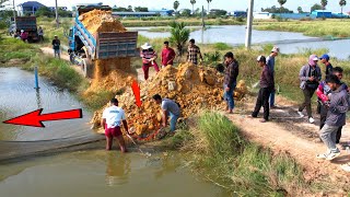 Starting New Project Landfilling Flooded area using Bulldozer D20P and Dump truck 5T unloading soil [upl. by Naened]