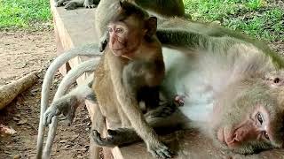 This baby monkey is big and still wants his mother adopt him [upl. by Timothea]