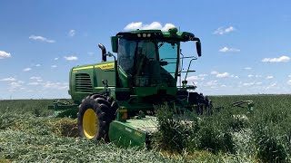 2024 John Deere W260R Swathing Triticale  Triticale Harvest 2024 [upl. by Keir]