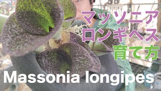 マッソニア ロンギペスの育て方 Massonia longipes [upl. by Nayllij]