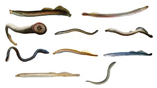 Species of Lampreys Part 2  Petromyzontiformes [upl. by Akselaw]