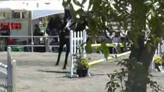 9yo Irish Warmblood Jumper Gelding in CA [upl. by Viola55]