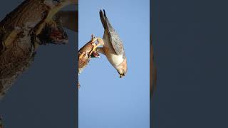 Nalsarovar 🐦🐦🦜🦜 Sanctuary outskirts iD Barbary falcon or Red  Naped Shaheen falcon [upl. by Cris]