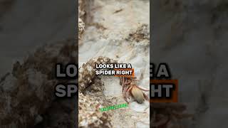 The Incredible SpiderTailed Viper Nature’s Perfect Bird Trap  Forrest Galante amp Joe Rogan jre [upl. by Russia]